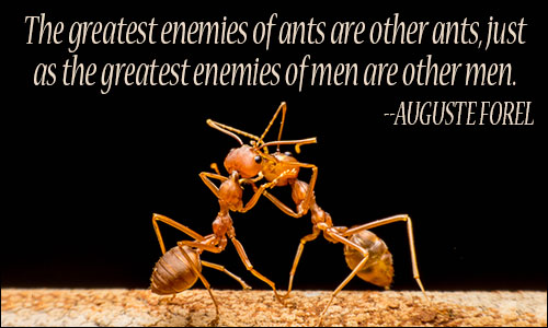 Ants quote