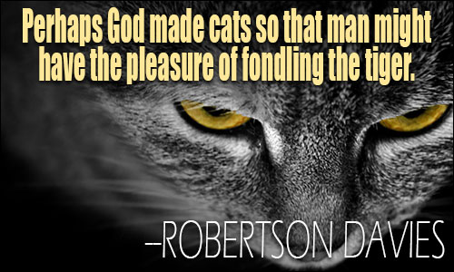 Cats quote